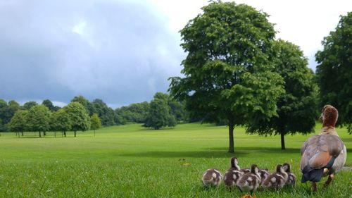 Geese family on grassy field at park