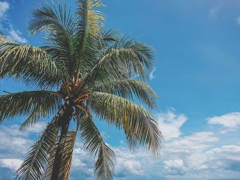Low angle view of palm tree against blue sky