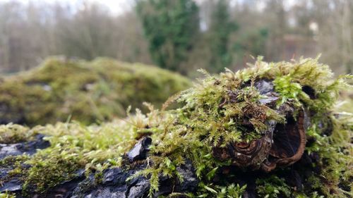 Close-up of plant growing on rock