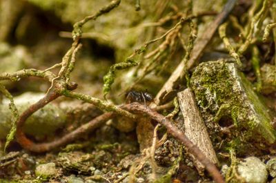 Close-up of lizard on branch