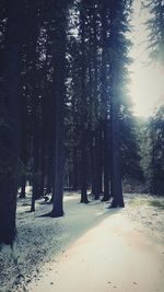 Trees in forest against sky