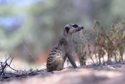 Close-up of meerkat