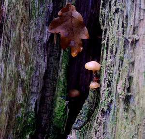 Close-up of mushrooms on wood