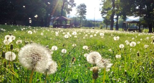 Close-up of white dandelion flower on field