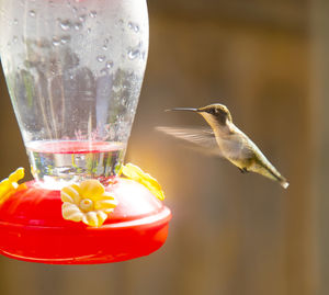 Close-up of bird in glass