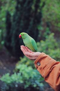 Cropped hand holding parrot against trees in forest