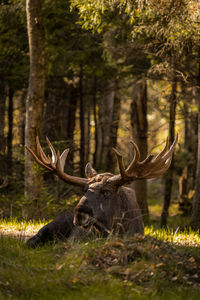 Deer in a forest