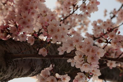 Low angle view of cherry blossom tree