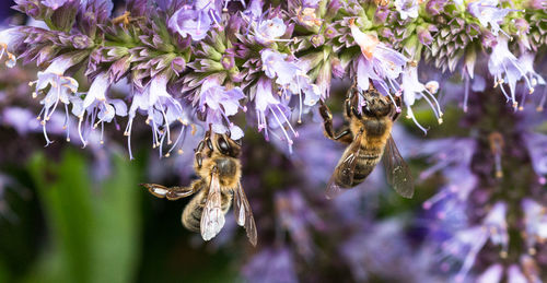 Close-up of bee pollinating on purple flower