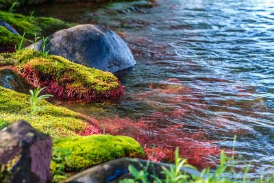 Close-up of moss growing on rock