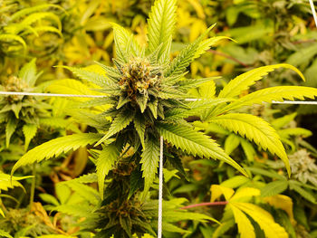 Close-up of fresh green cannabis plant