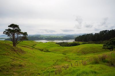 Scenic view of field against sky