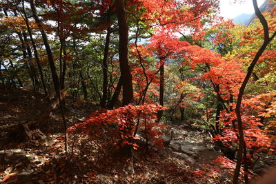 Trees in forest during autumn