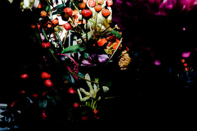 Close-up of plants at night
