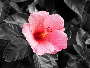 Close-up of pink flower