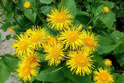 Close-up of yellow flowering plant