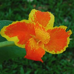 Close-up of orange flower