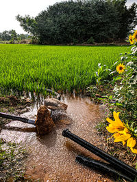 Scenic view of grassy field by trees