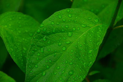 Close-up of wet green leaves during rainy season