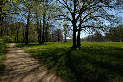 Trees in park