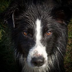 Close-up wild portrait of dog