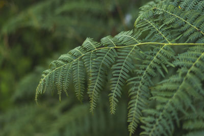 Prehistoric plant green fern that grown on mountains and forests