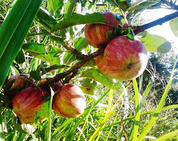 Close-up of apples on tree