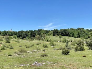 Trees on field against clear blue sky