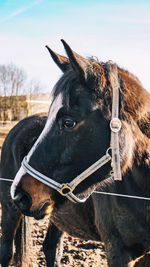 Close-up of an animal on field against sky