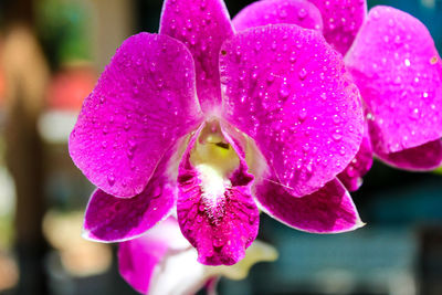 Close-up of pink orchids