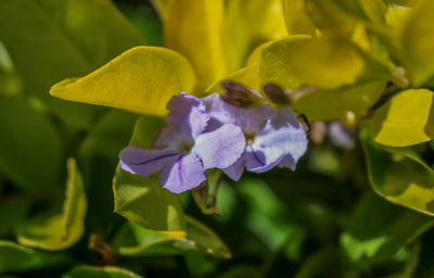 Close-up of purple flowering plant