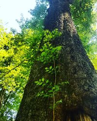 Low angle view of tree trunk in forest