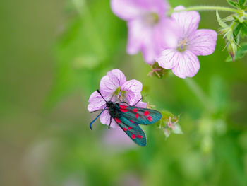 Close-up of butterfly pollinating on pink flower