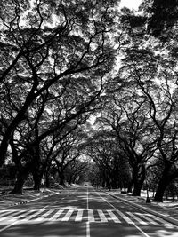 Empty road amidst trees