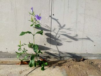 Close-up of flowering plant against wall
