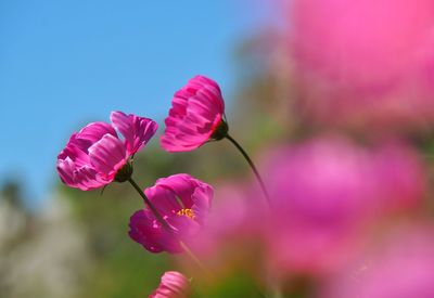 Close-up of pink flowering plant