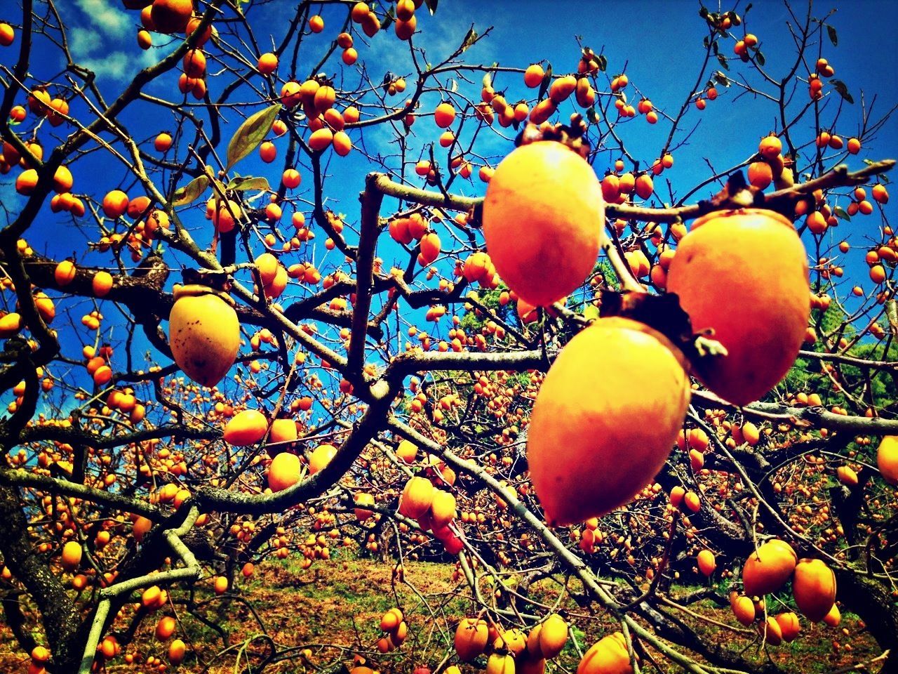 fruit, tree, branch, low angle view, growth, food and drink, freshness, healthy eating, clear sky, apple tree, food, nature, leaf, ripe, hanging, sunlight, sky, beauty in nature, outdoors, day