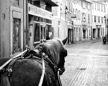Horse on road in city