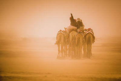 People on camels during sunset
