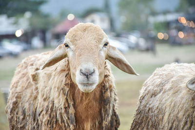 Sheep looking to a camera.