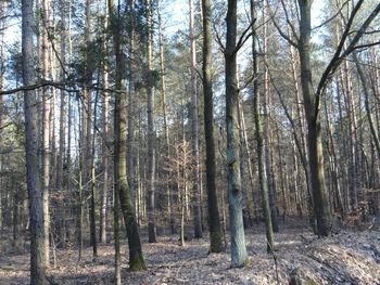 View of trees in forest