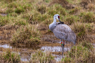 Close-up of bird on field