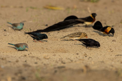 View of birds on sand