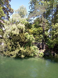 Trees by lake in forest