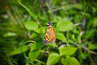 Butterfly on leaf