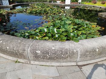 High angle view of water lily in pond
