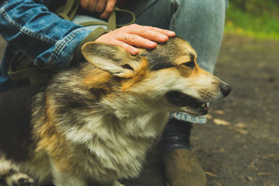 Corgi welsh pembroke in the summer with its owner