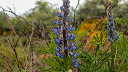 Close-up of purple flowering plants on field