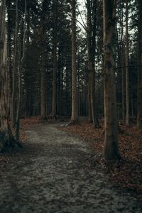 Road amidst trees in forest