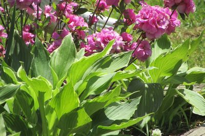 Close-up of pink flowers growing in garden